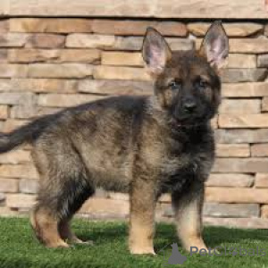 Zdjęcie №3. Chiots Berger Allemand dołącza do nowej rodziny. Francja