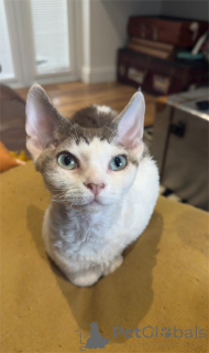 Zdjęcie №1. devon rex - na sprzedaż w Frechen | 1674zł | Zapowiedź № 154583