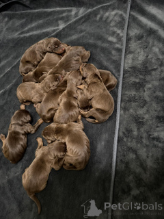 Zdjęcie №2 do zapowiedźy № 163388 na sprzedaż  doberman - wkupić się Polska 