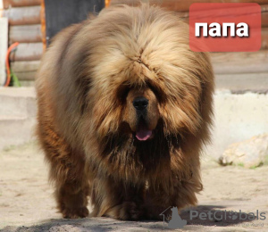 Zdjęcie №1. mastif tybetański - na sprzedaż w Москва | 6188zł | Zapowiedź №35880