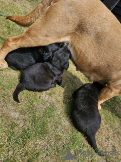 Zdjęcie №1. labrador retriever - na sprzedaż w Rovaniemi | 2344zł | Zapowiedź №168902