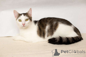 Zdjęcie №2 do zapowiedźy № 149226 na sprzedaż   - wkupić się Białoruś prywatne ogłoszenie