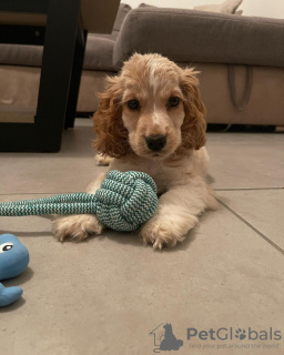 Zdjęcie №2 do zapowiedźy № 119847 na sprzedaż  cocker spaniel angielski - wkupić się Bośnia i Hercegowina prywatne ogłoszenie