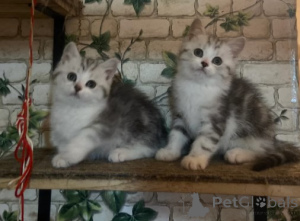 Zdjęcie №3. Kocięta Munchkina. Niemcy