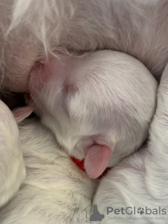 Zdjęcie №4. Sprzedam bichon frise w Jena. prywatne ogłoszenie - cena - 2795zł