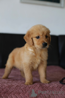 Zdjęcie №2 do zapowiedźy № 62309 na sprzedaż  golden retriever - wkupić się Polska hodowca