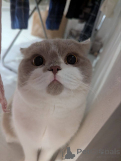 Zdjęcie №2 do zapowiedźy № 165880 na sprzedaż  kot brytyjski krótkowłosy - wkupić się Belgia hodowca