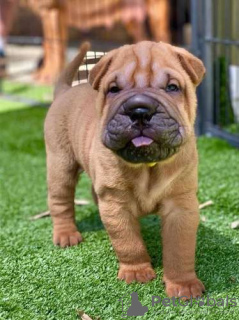 Zdjęcie №1. shar pei - na sprzedaż w Энсхеде | Bezpłatny | Zapowiedź №123944