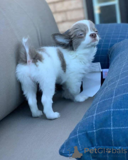 Zdjęcie №3. Mamy szczenięta chihuahua, które szukają nowego, pięciogwiazdkowego domu, ale. Wielka Brytania