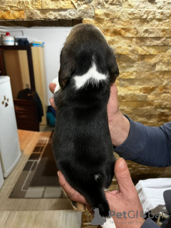 Zdjęcie №3. Beagle szczeniaki. Serbia