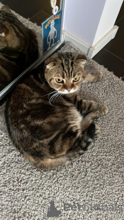 Zdjęcie №2 do zapowiedźy № 139037 na sprzedaż  scottish fold - wkupić się Federacja Rosyjska 