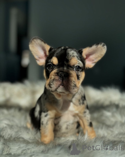 Zdjęcie №3. French Bulldogs Slospies do adopcji. Niemcy
