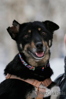 Zdjęcie №2 do zapowiedźy № 167279 na sprzedaż  pies nierasowy - wkupić się Federacja Rosyjska prywatne ogłoszenie