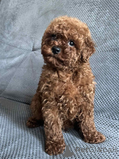 Zdjęcie №1. pies nierasowy - na sprzedaż w Kijów | 3348zł | Zapowiedź №160722