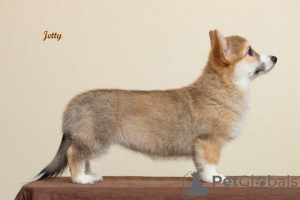 Dodatkowe zdjęcia: Welsh Corgi Pembroke. Ciekawe dziewczyny z dokumentami UKU