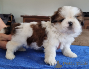 Zdjęcie №3. Dostępny szczeniak rasy Shih Tzu. Belgia