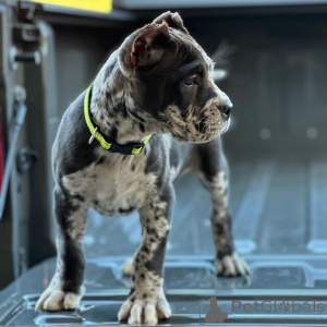 Zdjęcie №3. Poznaj Rocco, nieustraszonego, lojalnego i gotowego strzec Twojego serca na. Niemcy