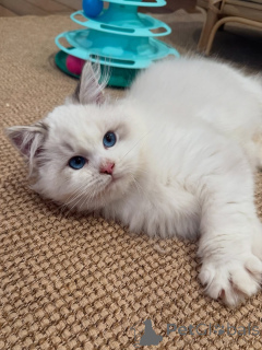 Zdjęcie №3. Poznaj Milo, naszego eksperta od przytulania o sercu tak delikatnym jak jego. Szwajcaria