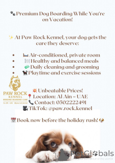 Zdjęcie №4. Hotel dla zwierząt w Zjednoczone Emiraty Arabskie. Zapowiedź № 145660