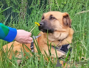 Zdjęcie №3. Mały słoneczny piesek Ike szuka domu. Federacja Rosyjska