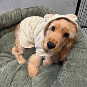 Zdjęcie №1. cocker spaniel angielski - na sprzedaż w Limbourg | negocjowane | Zapowiedź №165206