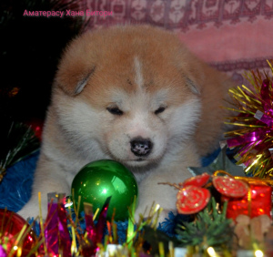 Zdjęcie №2 do zapowiedźy № 4165 na sprzedaż  akita (rasa psa) - wkupić się Federacja Rosyjska od żłobka