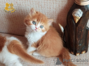Zdjęcie №1. kot brytyjski długowłosy - na sprzedaż w Niżny Nowogród | 1480zł | Zapowiedź № 8528