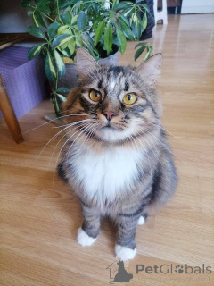 Zdjęcie №4. Sprzedam  w Mińsk. prywatne ogłoszenie - cena - Bezpłatny