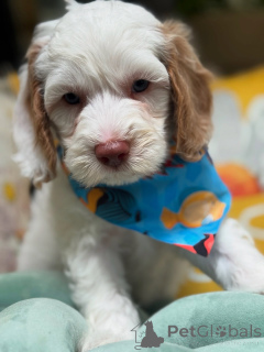 Zdjęcie №2 do zapowiedźy № 156279 na sprzedaż  labradoodle - wkupić się Luksemburg prywatne ogłoszenie