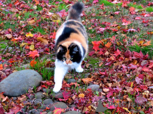 Zdjęcie №1. maine coon - na sprzedaż w North | negocjowane | Zapowiedź № 139214