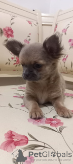 Zdjęcie №3. Sprzedam trzech chłopców Chihuahua z oficjalnymi dokumentami i zaszczepionymi. Turcja