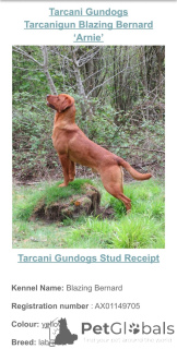 Zdjęcie №2 do zapowiedźy № 166833 na sprzedaż  labrador retriever - wkupić się Wielka Brytania hodowca