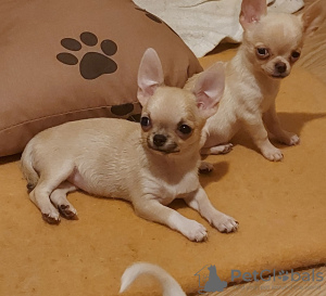 Dodatkowe zdjęcia: Chihuahua mini i super mini