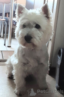 Zdjęcie №2 do zapowiedźy № 78212 na sprzedaż  west highland white terrier - wkupić się Łotwa prywatne ogłoszenie