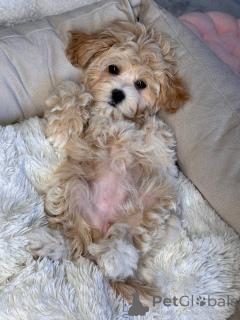 Zdjęcie №1. maltipu - na sprzedaż w Ilili | negocjowane | Zapowiedź №146117