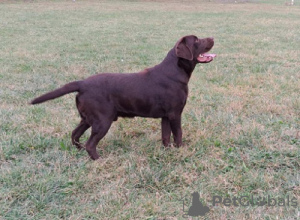 Dodatkowe zdjęcia: Labrador gotowy do krycia