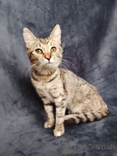 Zdjęcie №4. Sprzedam  w Rzeka Moskwa. prywatne ogłoszenie - cena - Bezpłatny