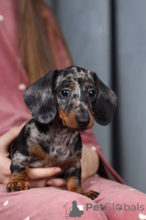 Zdjęcie №2 do zapowiedźy № 138806 na sprzedaż  pies nierasowy - wkupić się Wielka Brytania hodowca