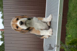 Zdjęcie №3. szczenięta rasy beagle. Federacja Rosyjska
