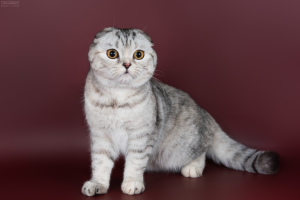 Zdjęcie №3. Szkocki kot Scottish Straight (srebrny tyknięty żółw). Federacja Rosyjska