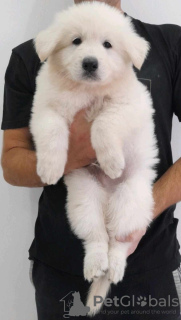 Zdjęcie №2 do zapowiedźy № 64552 na sprzedaż  biały owczarek szwajcarski - wkupić się Serbia hodowca