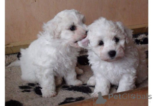 Zdjęcie №1. bichon frise - na sprzedaż w Augustdorf | 2153zł | Zapowiedź №169417