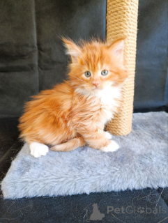 Zdjęcie №3. kociak, chłopiec Maine Coon. Federacja Rosyjska