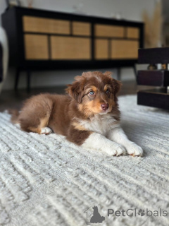 Zdjęcie №2 do zapowiedźy № 167037 na sprzedaż  owczarek australijski - wkupić się Holandia hodowca