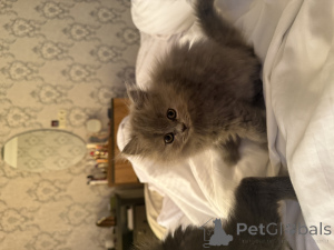 Zdjęcie №3. Kocięta. Gruzja