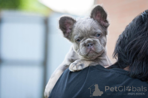 Zdjęcie №2 do zapowiedźy № 143403 na sprzedaż   - wkupić się Gruzja prywatne ogłoszenie