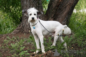 Zdjęcie №3. Charyzmatyczny Perchik szuka domu i właściciela, psa w dobrych rękach. Federacja Rosyjska