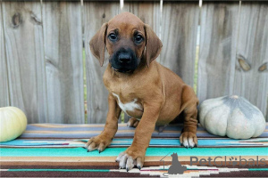 Zdjęcie №1. rhodesian ridgeback - na sprzedaż w Bergkamen | 1674zł | Zapowiedź №171454