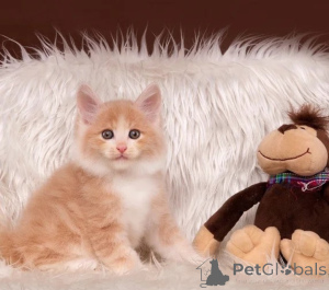 Zdjęcie №1. amerykański bobtail długowłosy - na sprzedaż w Amsterdam | negocjowane | Zapowiedź № 178783
