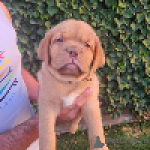 Dodatkowe zdjęcia: Szczenięta Dogue de Bordeaux